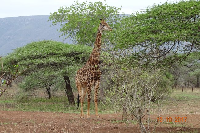 giraffe