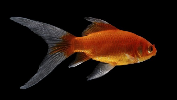 Un cri du cœur exotique.