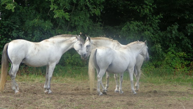 Article d' un lecteur dans un grand journal quotidien .