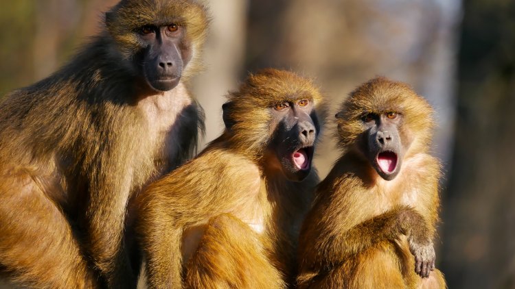 Faites travailler votre mémoire les Amis. Retrouvez la marque ou le produit dont je vous donne un indice détourné, comme toujours, avec humour.Amusez vous bien.
Regardez la surprise sur le visage de mes enfants à la vue des réponses...A vous !