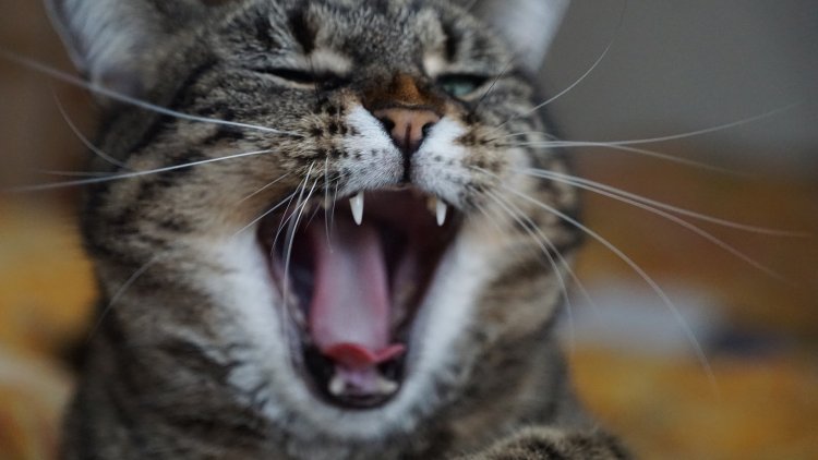 "Chat " m'amuse de vous conter cette petite histoire sans prétention.
Bonne lecture mes Amis.