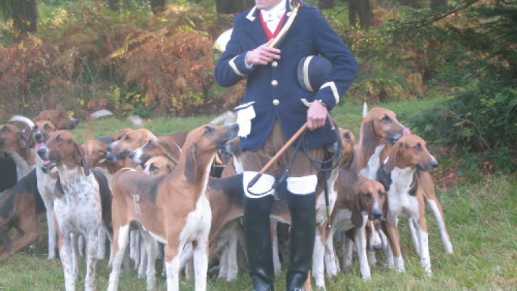 Les déboires de deux chasses à courre dans les Landes.