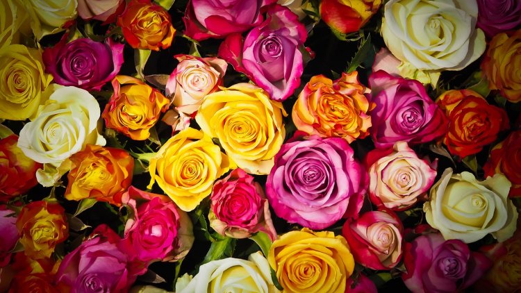 Dans mon petit conte, retrouvez les 25 noms de fleurs.
Prenez un crayon et une feuille de papier pour noter et lisez lentement.