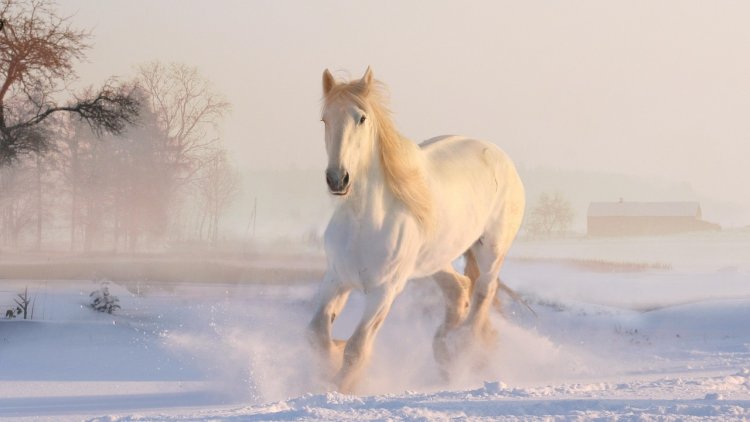 Recherchez 30 mots en relation avec les chevaux.
Et ceci dans le domaine de l'équitation,
Mais aussi dans le domaine des courses hippiques 