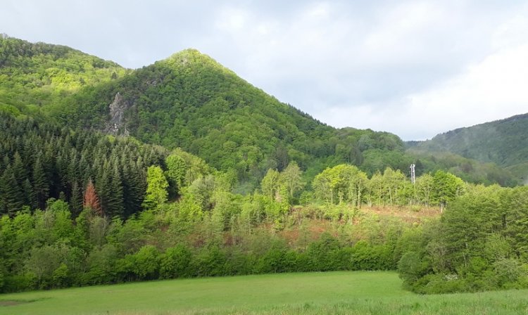 Une exemple de régénération forestière raisonnée...