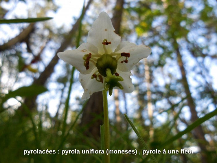 Partageons un bout de chartreuse