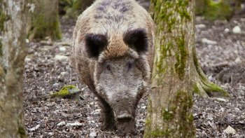 Voici un poème où l'on part sur les traces du sanglier. Il s'agit d'une rencontre entre l'homme et l'animal sauvage...