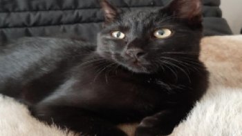 chat noir
