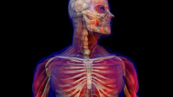 Sensationnel pour l' avenir de la médecine ! (Reçu par email, envoyé initialement par Charlotte).