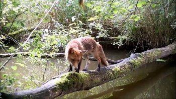 Une camera fixe surveille un tronc d'arbre qui enjambe un marais.