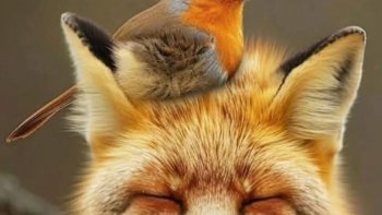  les créatures vivantes et la nature entière dans sa beauté – 

source internet 