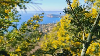 Du massif du Tanneron jusqu'a Bormes les Mimosas en passant par le Rayol Canadel .... Venez déambuler dans ce décor féérique fait de lumière et de frangrances délicates ... 