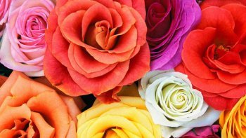 Passer de la pluie au soleil, du laid au beau, de méchant à gentil, de triste à gai, de malheureux à heureux... tout cela est possible... Il faut y croire. Lisez ces quelques vers et appréciez le choix des mots. A vous mes Amis,  je les offre ... Bonne journée.