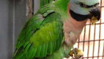 Pour moi, un oiseau est libre et doit pouvoir s'envoler.  Pourtant, ils sont si beaux que nous les mettons en prison. Pour leur bien ? J'ai imaginé une perruche ..