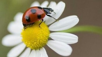Pour notre chère Poupette qui nous a fait part de sa profonde tristesse et avec toute notre amitié pour la soutenir et pour celles et ceux à qui ce texte parlera 