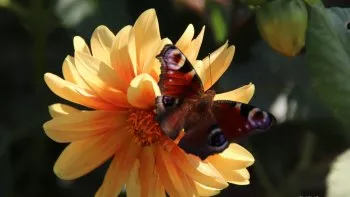 "Sur une musique douce & accrocheuse' chantée aussi par D.Gérard, la chanson
joue sur l'image poétique du papillon# Butterfly #; belle fragile, libre 'mais impossible à retenir..