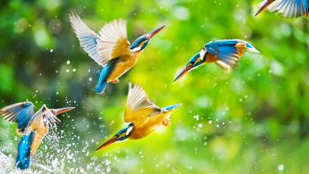 Lors d'une visite chez une fleuriste. 
Une journée de pluie...