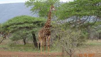 Voici des photos de notre ordissinaute bébert. Ceci est son tout premier diaporama. Bienvenue dans la communauté :)