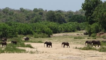 Voici de nouvelles photos du voyage de notre ordissinaute bébert en Afrique du Sud. Son premier diaporama était court alors il a décidé d'ajouter d'autres photos :)
Et vous, connaissez-vous l'Afrique du Sud ?