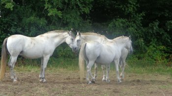 Article d' un lecteur dans un grand journal quotidien .