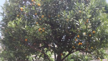 Bonne fête à toutes les Mamans !