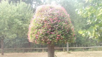  Un extrait d' une magnifique poêsie de Antoine de Saint-Exupéry .
Le Petit Prince .