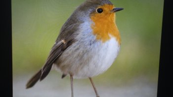 ""Le déclin catastrophique s'accélère... une chose très importante' n'oubliez pas de leur donner à boire'''''