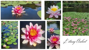  Comme un immense jardin japonnais...