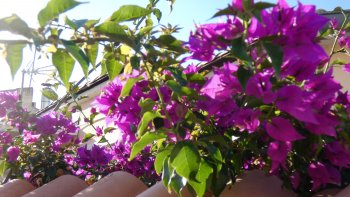 Lisez tranquillement mes quelques lignes et retrouvez le nom des fleurs de mon jardin secret. Toujours avec le même humour, parfois coquin ou tiré par les cheveux...
À la fin je vous donnerai la liste des fleurs que vous deviez retrouver. Bonne recherche.