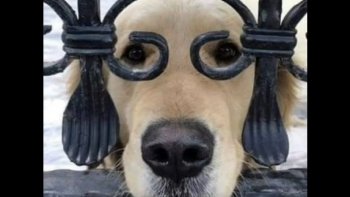 Photos un peu folles !
Commentaires  encore plus fous !
Pour le bonheur de tous... ( Enfin, j'espère ! )