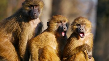 Faites travailler votre mémoire les Amis. Retrouvez la marque ou le produit dont je vous donne un indice détourné, comme toujours, avec humour.Amusez vous bien.
Regardez la surprise sur le visage de mes enfants à la vue des réponses...A vous !