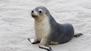 Passons un petit moment chez nos Amis.
Les lions de Mer, les phoques et les otaries.
Sur une musique de Joël HANNIER votre Ami.
Attention c'est un slow de chez slows ... Chaud chaud !
