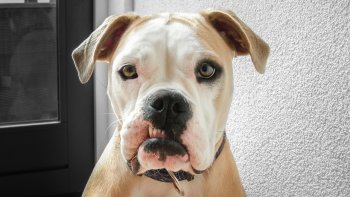 « Comme vous le voyez.... Je n'ai pas le moral ! ... »
Joël ? ... 
Tu peux leur dire à quoi on pense en écoutant « Scat Boogie »