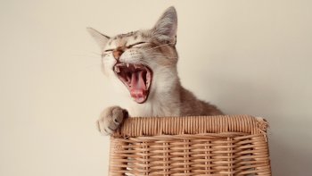 Avec Joël " chat " va pas être triste ! Attachez vos ceintures !