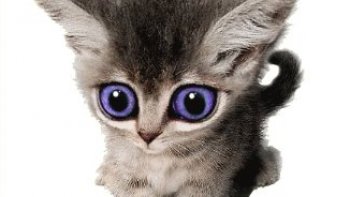 Dans la nature   tout peut arriver ,,,même l'impensable ,, cette histoire est vraie ,,
elle est émouvante ,, 
