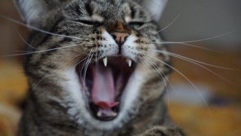 "Chat " m'amuse de vous conter cette petite histoire sans prétention. 

Bonne lecture mes Amis.