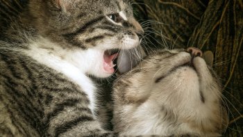 J 'ai pris plein de photos de chats de différents diaporamas pour leur faire vivre un bon moment en ma compagnie et ainsi, vous faire partager mon moment de douce folie.