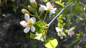 Il y aura certainement quelques erreurs merci aux amateurs de me les signaler