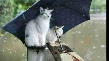 Celle qu'on attendait ! l'on y croyait plus !  Elle a choisi l'automne, !...