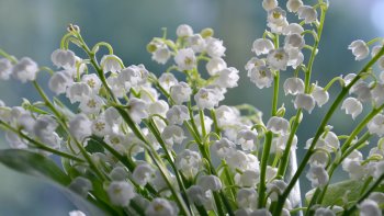 Chaque jour une Fête ... En jouant sur les mots je vous les fais découvrir.
Pardon pour les dates et les saints oubliés, manque d'inspiration ou censure.
N'oubliez pas de regarder les Jours et les Fêtes sur un calendrier, pour mieux suivre mes jeux de mots. Bonne lecture à tous. Rendez-vous en JUIN  pour un nouveau « MOIS par MOI » .