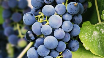 trad.: le vin, pour ainsi dire...