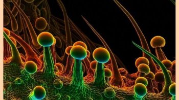 Voici le monde insaisissable de l’infiniment petit comme vous ne l’avez jamais vu !
