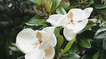 Avec le printemps, voici venu le temps des magnolias..... mais aussi des amours secrètes.. bonheur et nostalgie