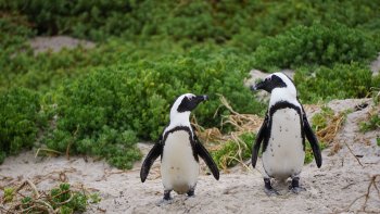 Les réponses sont à la fin, mais faites tout de même un petit effort...
Ce n'est pas très difficile , même des pingouins y arrivent...
Amusez vous bien...