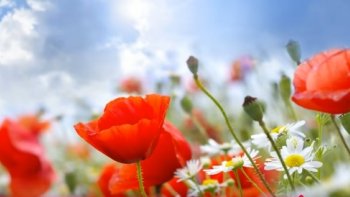 j'avais rêvé, d'un éternel printemps.....Chacune de ces fleurs , éveille des rêves en boutons......La magie du violon, les fait éclore .....Faites de beaux rêves ,c'est le printemps !