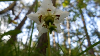 Partageons un bout de chartreuse