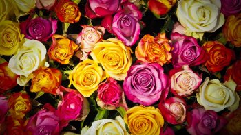 Dans mon petit conte, retrouvez les 25 noms de fleurs.
Prenez un crayon et une feuille de papier pour noter et lisez lentement.
