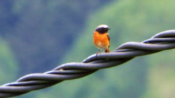 Une chanson de Gibert Troutet...