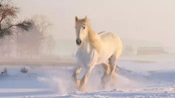 Recherchez 30 mots en relation avec les chevaux.
Et ceci dans le domaine de l'équitation,
Mais aussi dans le domaine des courses hippiques 