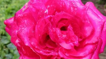 recette deja publié sous mon pseudo(ordissimo précedent) charlotte